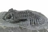 Prone Hollardops Trilobite Fossil - Ofaten, Morocco #381261-2